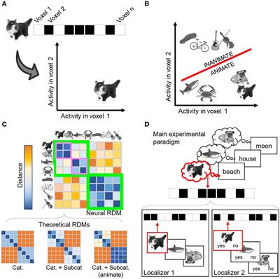 Canonical template tracking: Measuring the activation state of specific neural representations